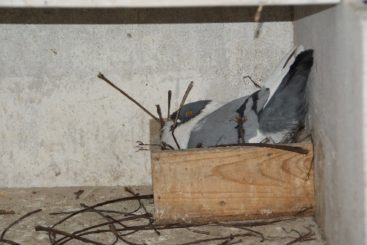 Tauben auf Nest (14)