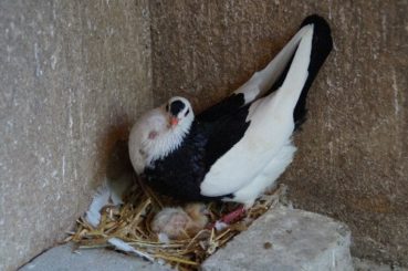 Tauben auf Nest (7)